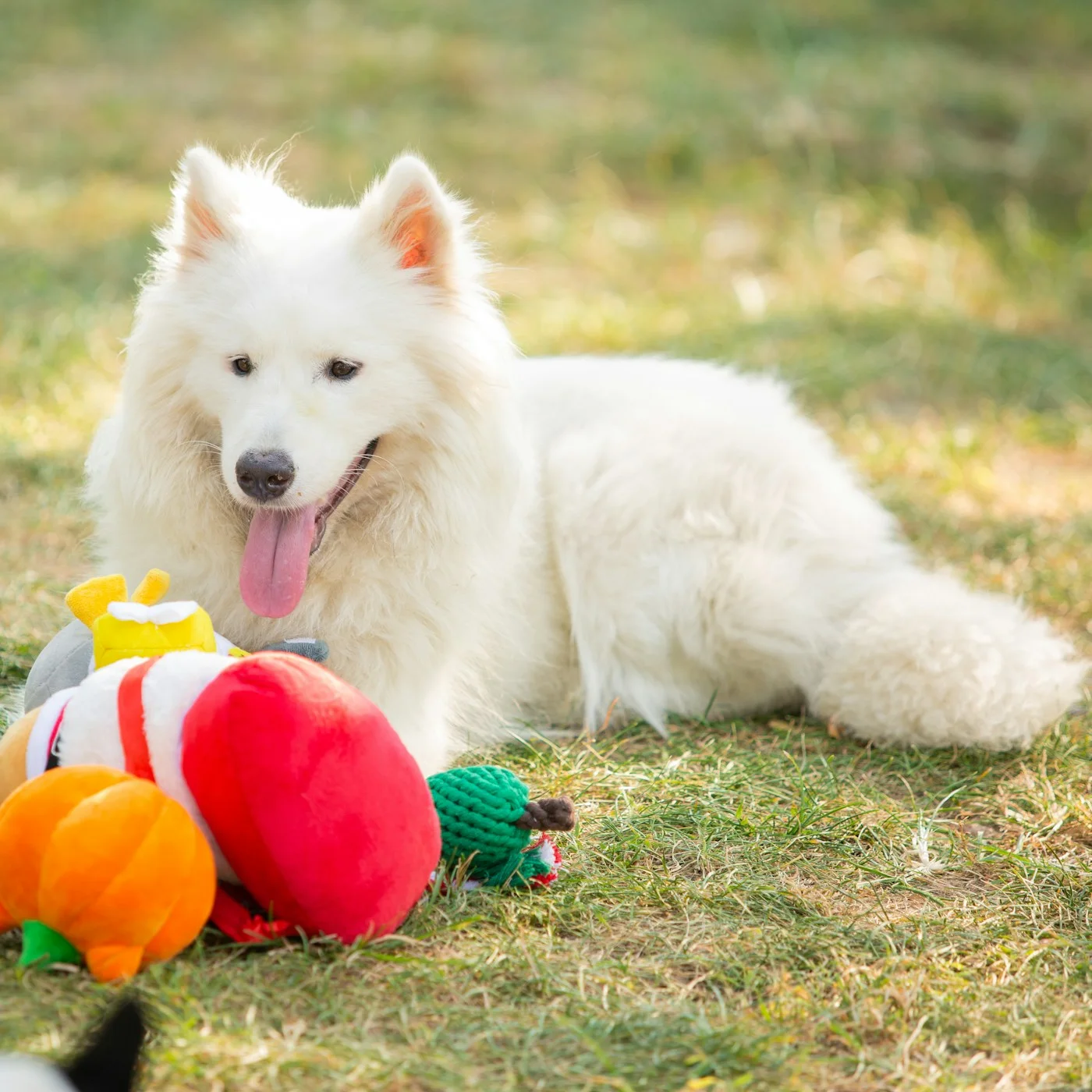 Pet supplies product collection
